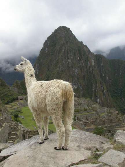 Machu Picchu